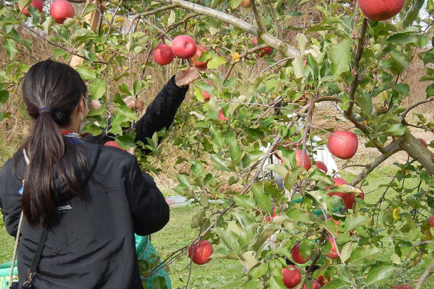 Mengungkap Peran Industri Apel Pennsylvania dalam Perekonomian Lokal